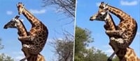 Watching the popular photo of a young giraffe enjoying fun while riding on his mother's back will brighten your day.